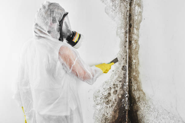 Best Attic Mold Removal  in Josephine, TX