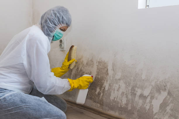 Best Mold Damage Repair  in Josephine, TX