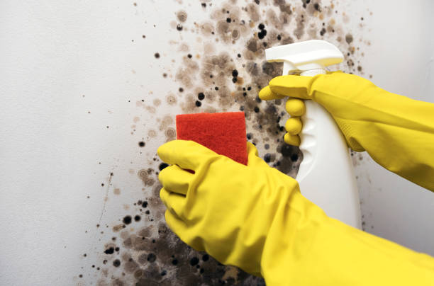 Best Certified Mold Removal  in Josephine, TX