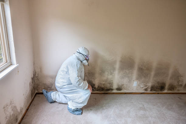 Best Professional Mold Removal  in Josephine, TX