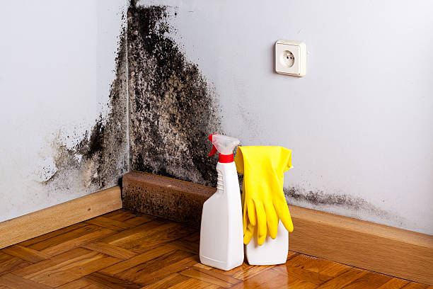 Best Mold Cleaning Services  in Josephine, TX