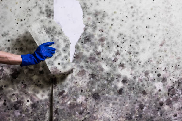 Water Damage Restoration in Josephine, TX