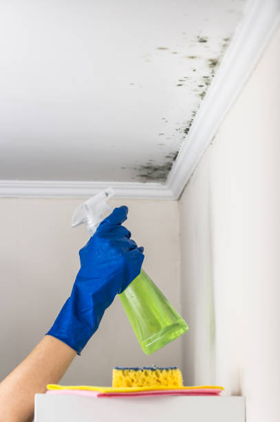 Mold Removal and Inspection in Josephine, TX