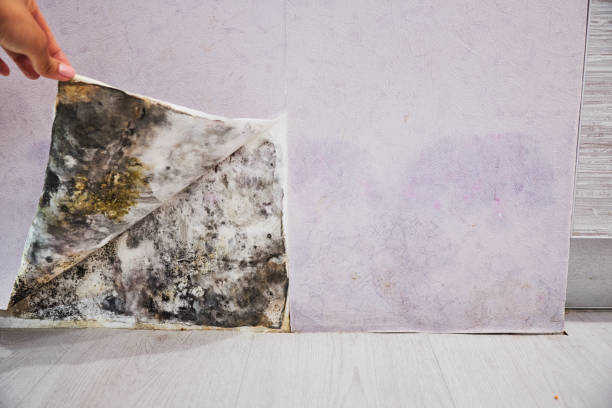 Best Water Damage Restoration  in Josephine, TX